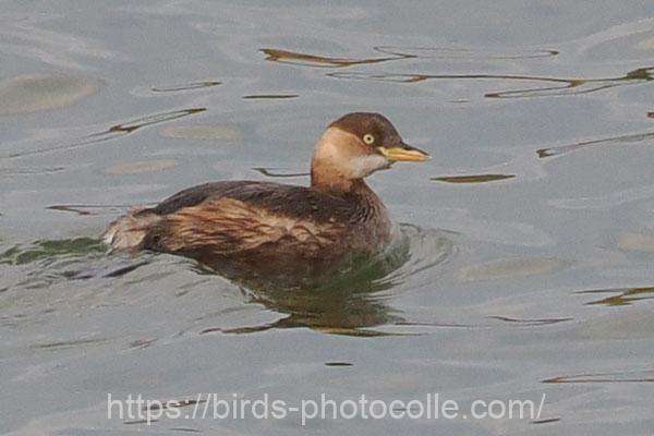 カイツブリ　2026.01.28