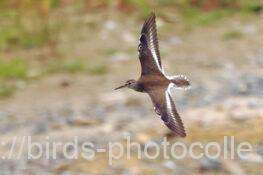 イソシギ　2025.10.18