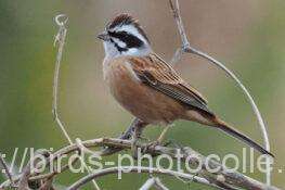 ホオジロ　2026.01.29