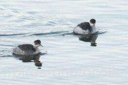 ハジロカイツブリ　2025.12.06