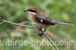 トンボを捕捉したモズ　2025.10.15