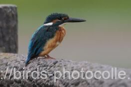 カワセミ　2025.09.25