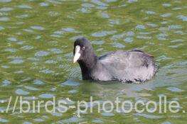 オオバン　2025.10.29