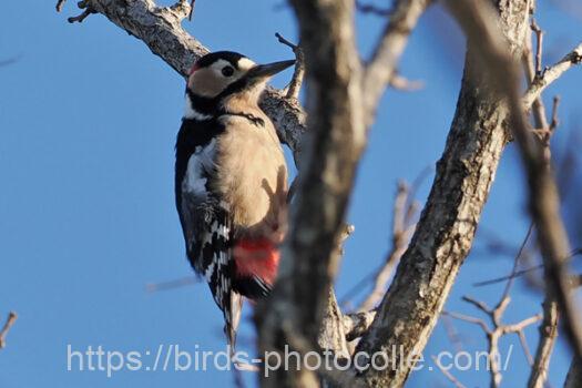 アカゲラ230119-2
