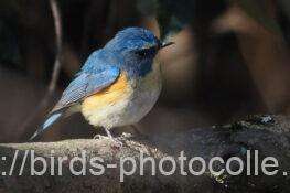 ルリビタキ　2026.02.14