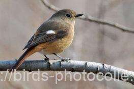 ジョウビタキ　2026.01.05