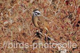 ホオジロ　2025.11.22