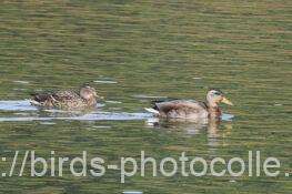 左は♀右は♂のマガモ　2025.11.04