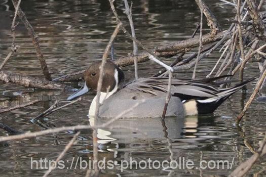 オナガガモ　2023.12.11