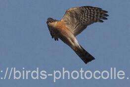 ハイタカ　2026.02.05