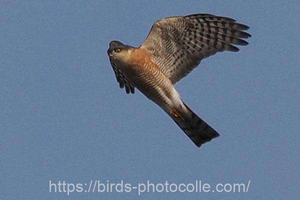 ハイタカ　2026.02.05