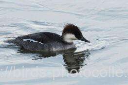 ミコアイサ♀　2026.02.10