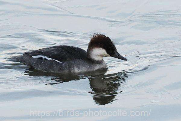 ミコアイサ♀　2026.02.10