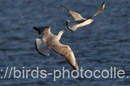 4羽飛来ユリカモメ　2025.11.26