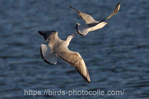 4羽飛来ユリカモメ　2025.11.26