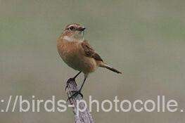 ノビタキ　2025.10.31