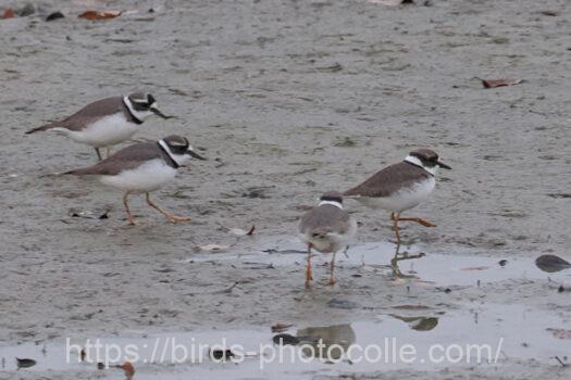 イカルチドリ221217