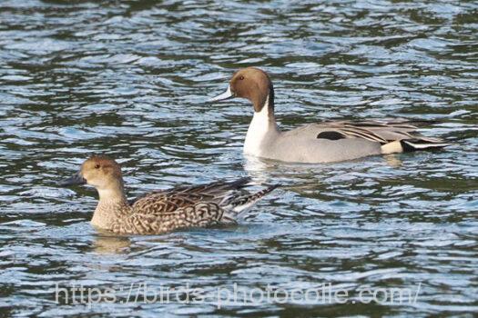 オナガガモ　2024.12.14