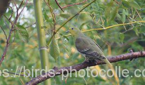 勅使池のアオバト191031-1