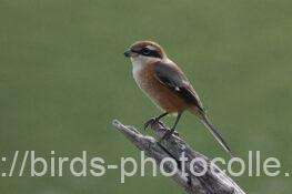 縄張りを守るモズ　2025.10.13