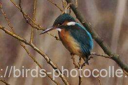 カワセミ　2026.02.04