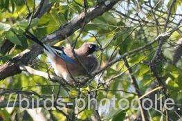 カケス　2025.10.09