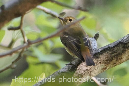 キビタキ　2024.10.22