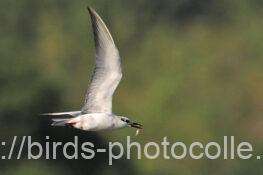 クロハラアジサシ　2025.11.16