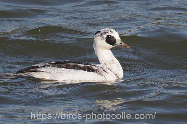 ミコアイサ　2025.11.28