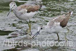 アオアシシギ　2025.10.15