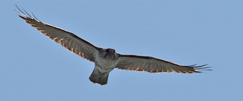 勅使池の野鳥　ノスリ-Ⅱ