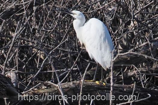 コサギ　2024.01.25