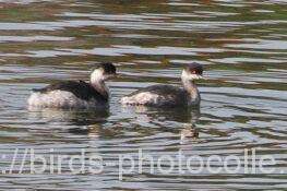 ハジロカイツブリ2羽　2025.11.17