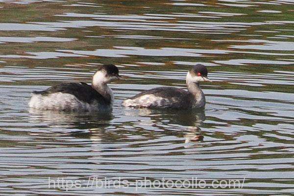 ハジロカイツブリ2羽 2025.11.17