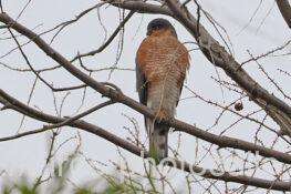 ハイタカ　2026.01.07