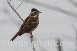 カシラダカ　2023.12.05