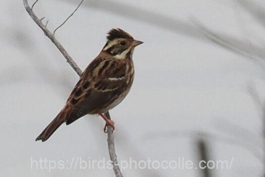 カシラダカ　2023.12.05