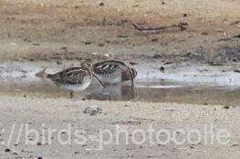 タシギ　2026.02.13