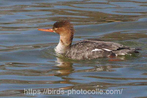 ウミアイサ　2026.02.03