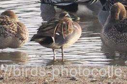 トモエガモ　2026.02.06