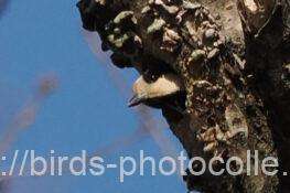 ヤマガラ　2026.03.17