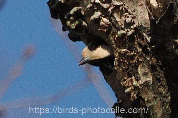 ヤマガラ　2026.03.17