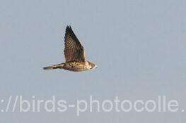 ハヤブサ　2025.12.16