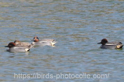 コガモ　2024.02.27