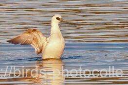 今日の観察は3羽ミコアイサ　2026.01.03