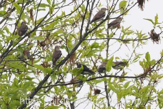 コムクドリ220426-2