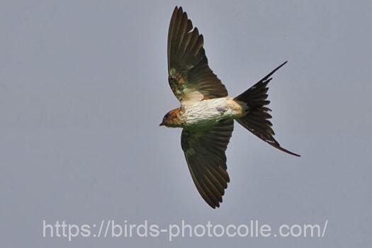 コシアカツバメ　2023.09.05