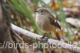 ジョウビタキ　2025.12.05