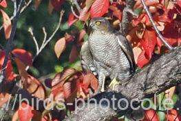 ハイタカ　2025.11.22