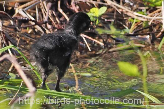 ヒクイナ幼鳥　2023.06.07